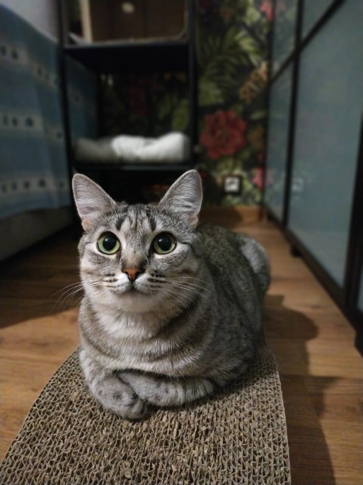 Котик в спортивках