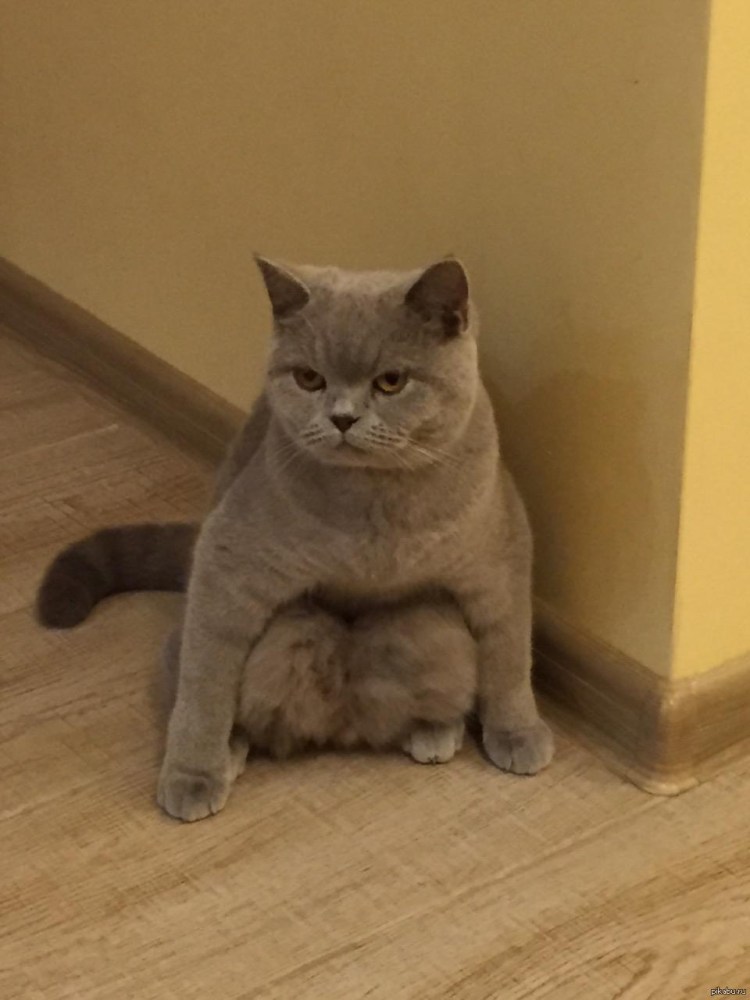 Кот Вася приют