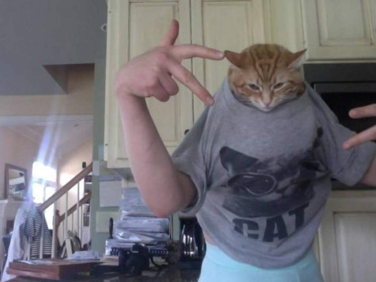 Крутые коты адидас