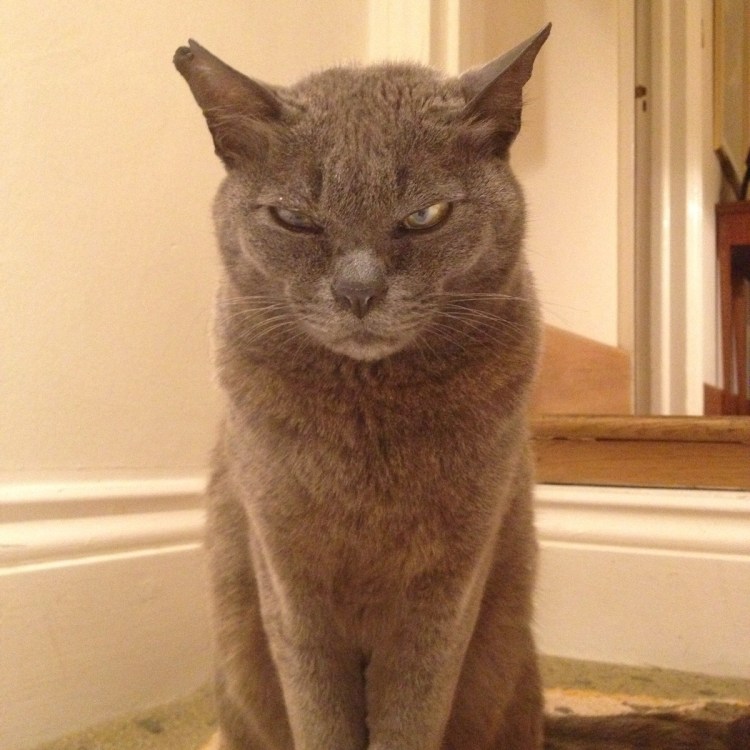 Собака в костюме мемы