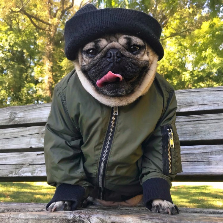 Кот серьезный разговор