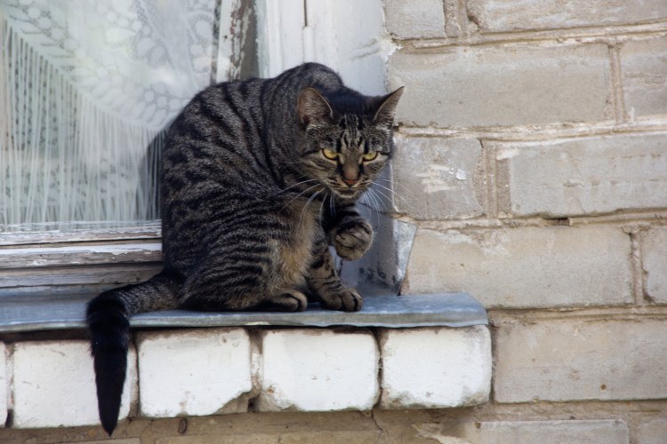 Аватарка кот гопник