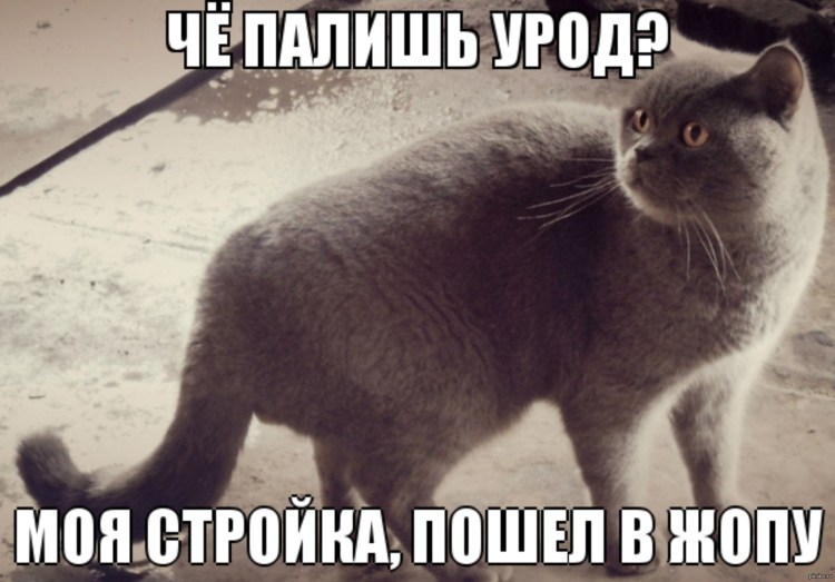 Кот гопник в кепке