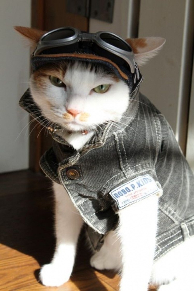 Кот в кепке