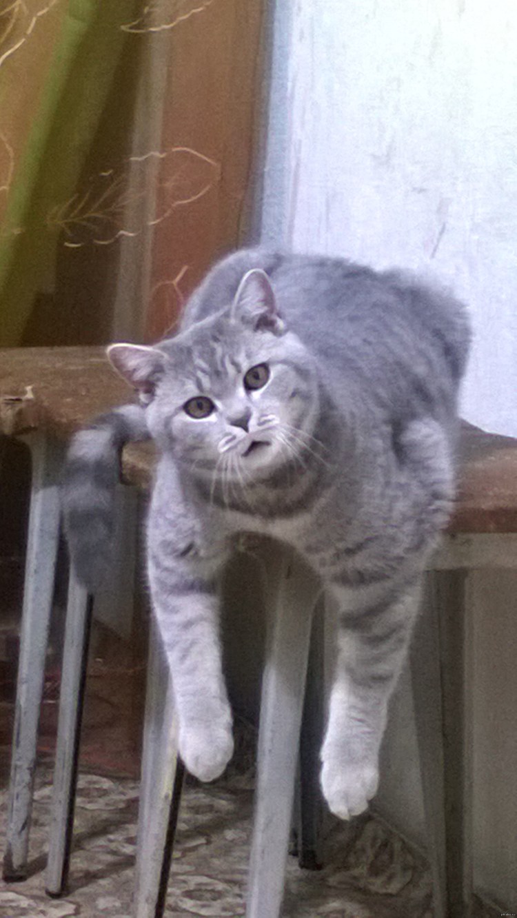 Кот в шапке адидас