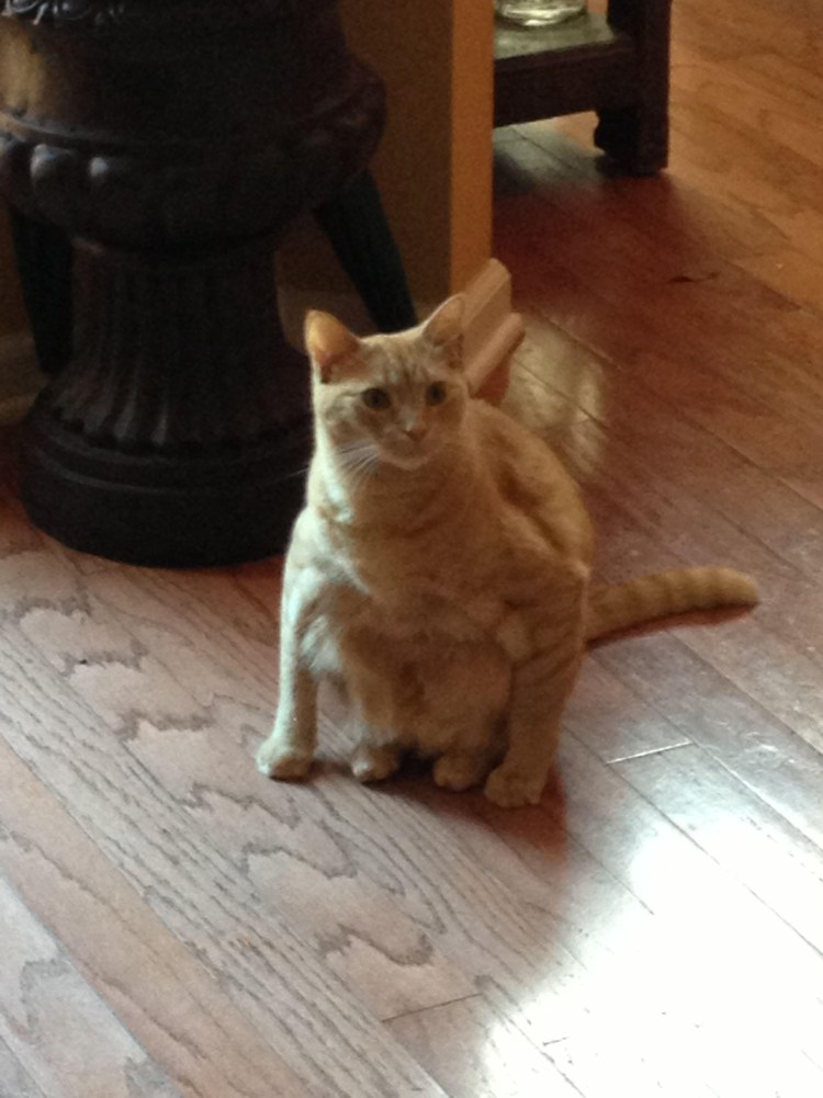 Кот гопник на рабочий стол