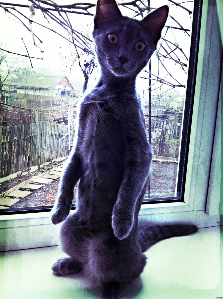 Кошка Бомбалейла