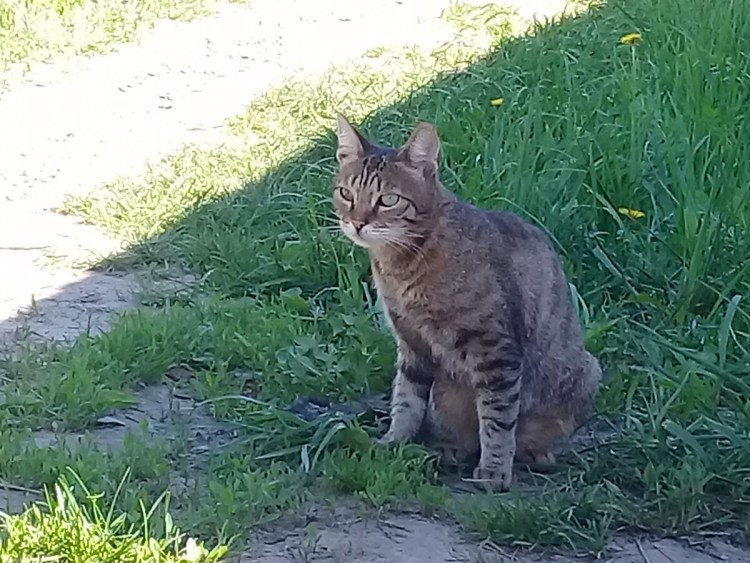 Коты братва