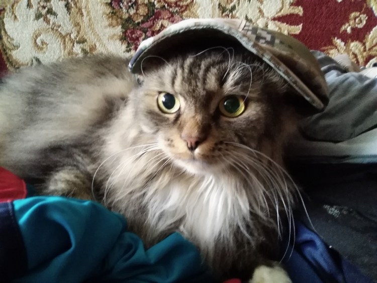 Кот гопник в кепке
