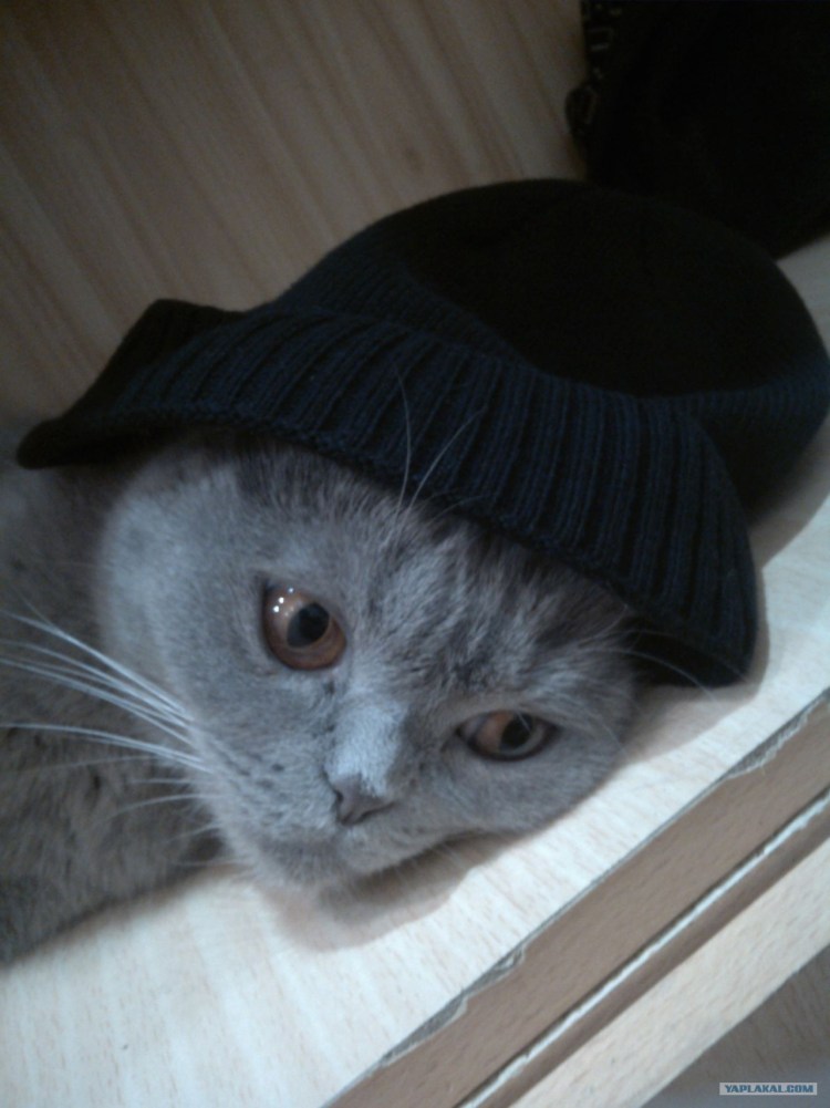 Кошка на корточках