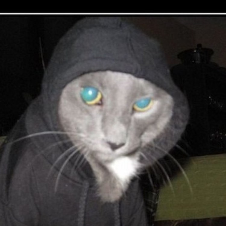 С наступающим коты