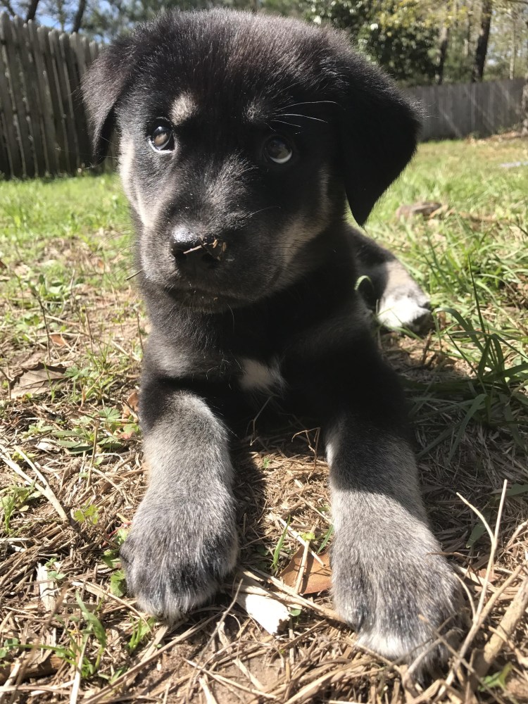 Смесь хаски и Шепарда