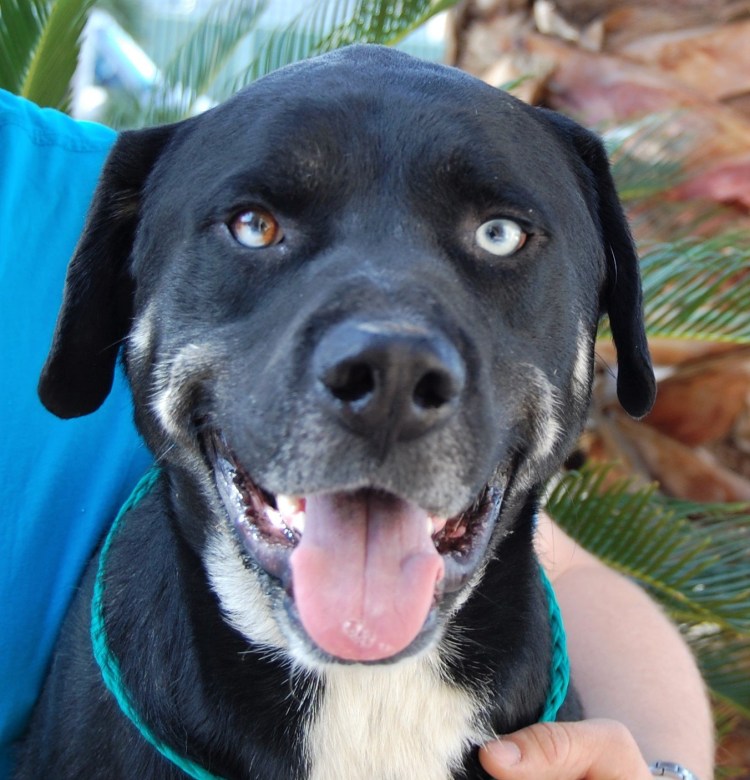 Метис лабрадора и хаски