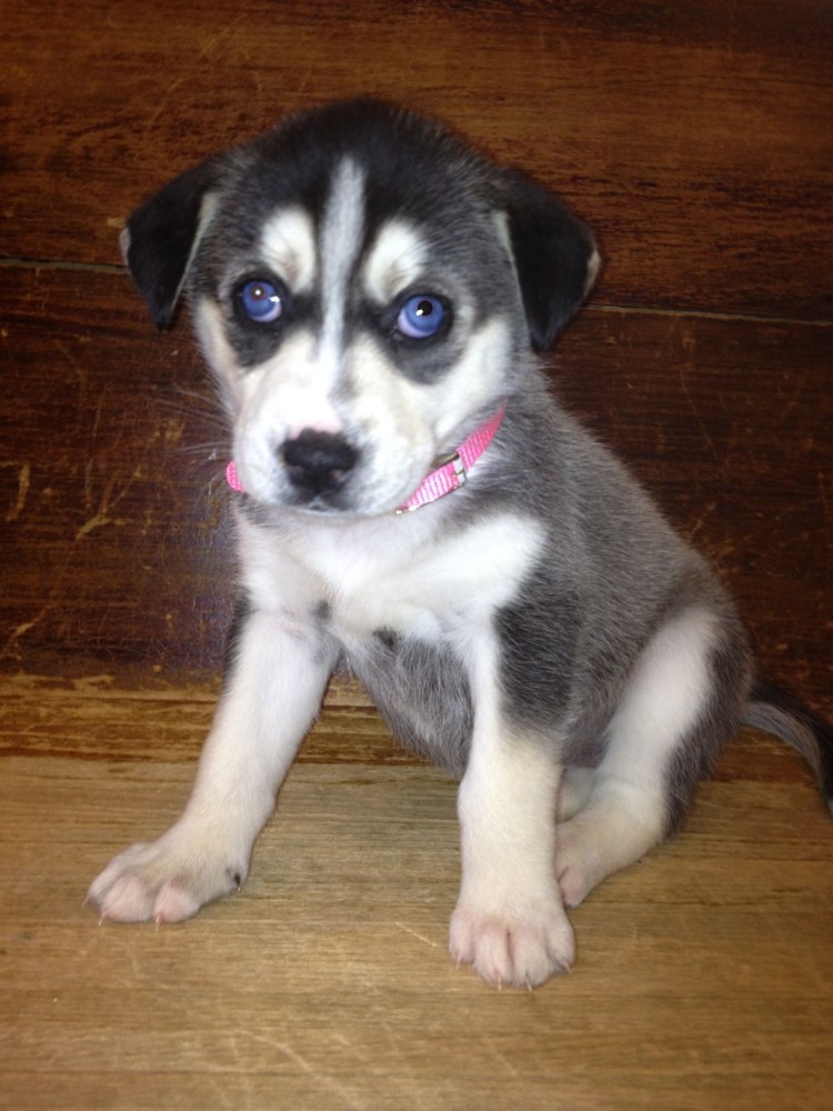 Лабрадор плюс хаски