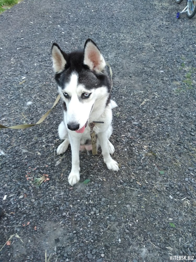 Метис лабрадора и хаски