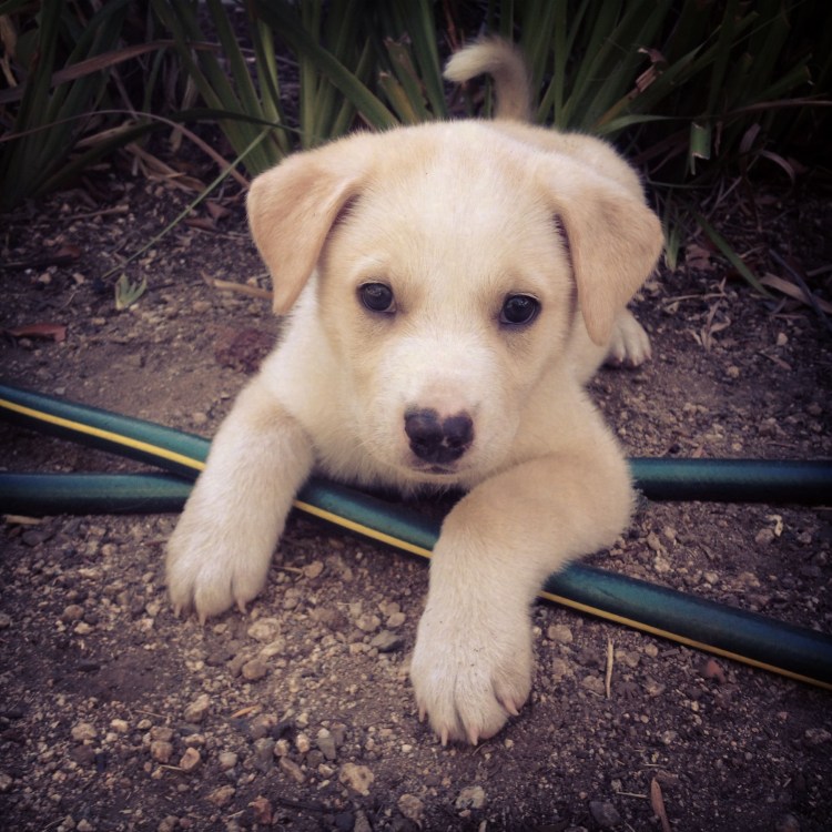 Щенки помесь хаски и лабрадора