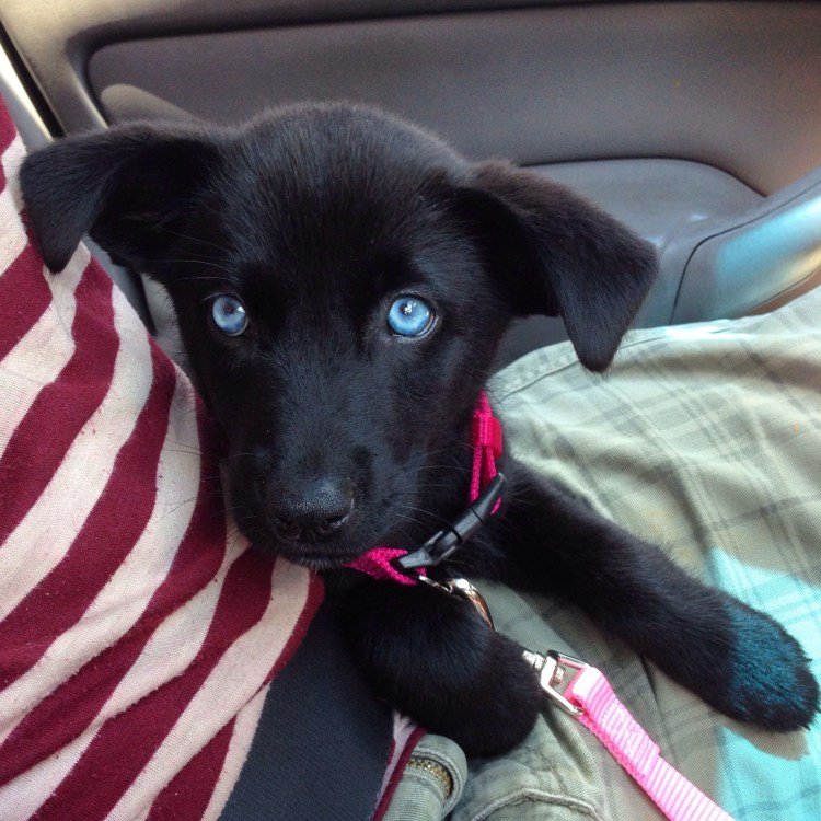 Метис ретривера и хаски