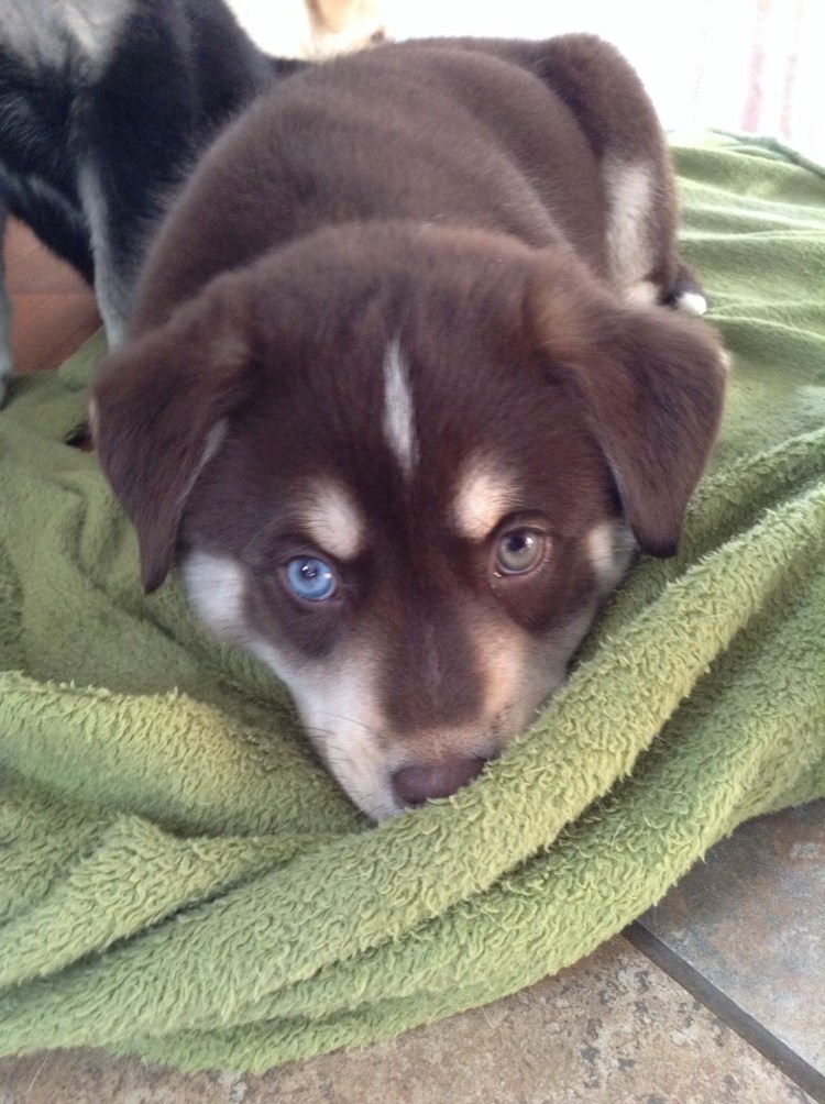 Помесь хаски и лабрадора