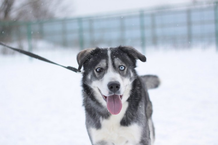 Метис хаски и алабая