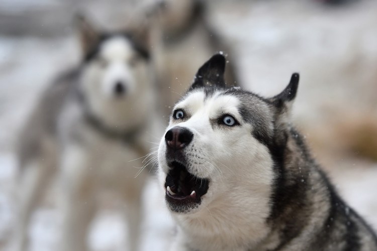 Метис лабрадора и хаски