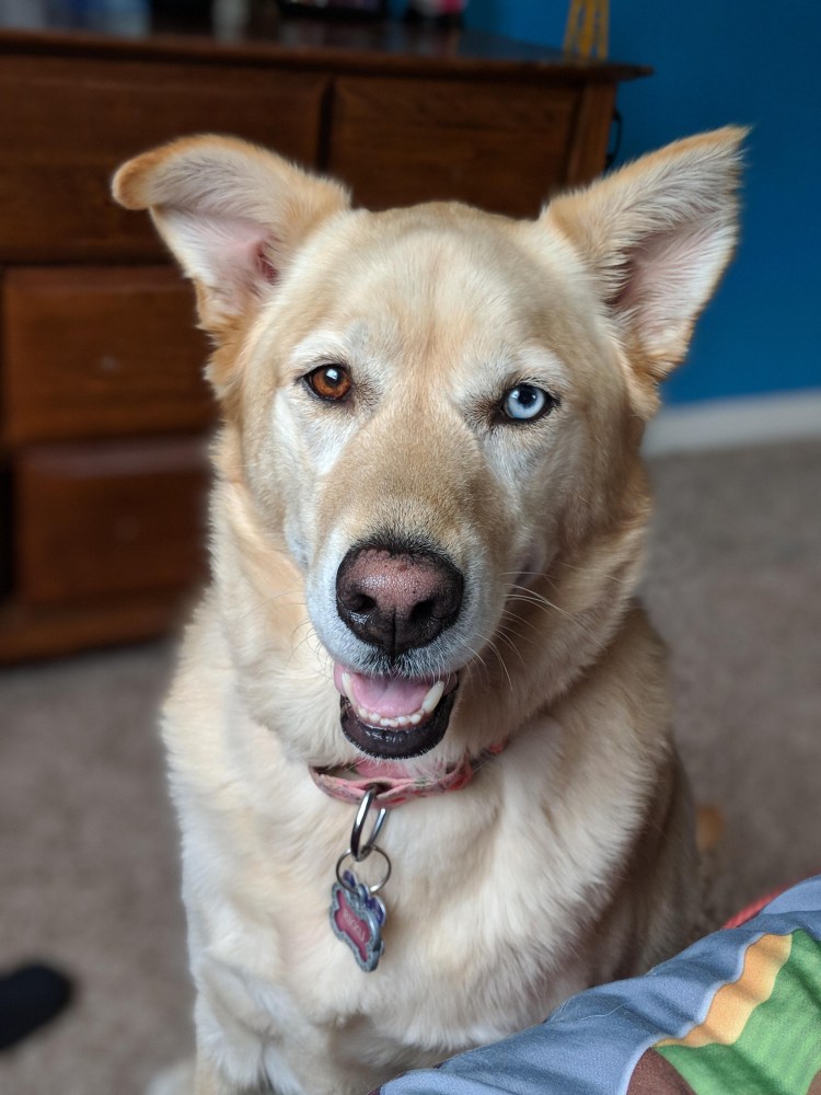 Лабрадорские хаски(Labrador Husky)
