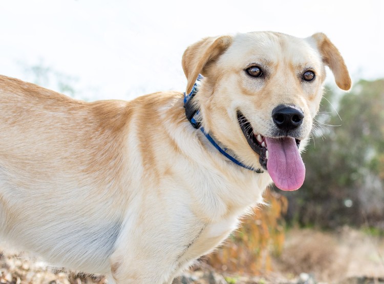 Метис лабрадора и хаски