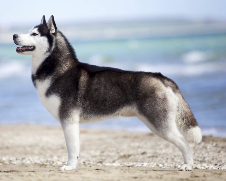 Метис лабрадор хаски хаски