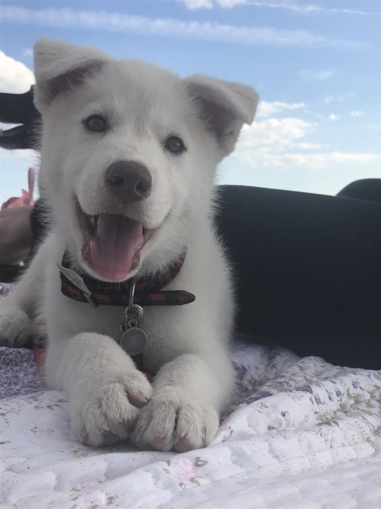 Метис лабрадора и хаски