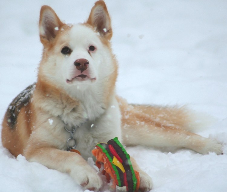 Смесь лабрадора и хаски