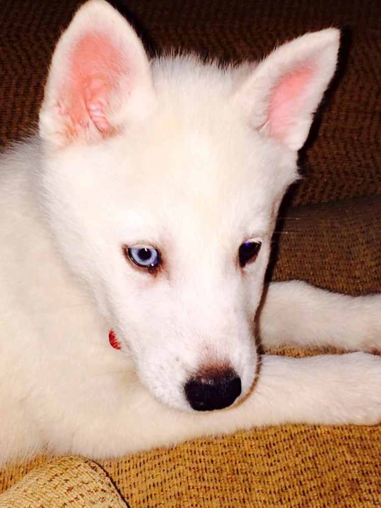 Хасок путешествует