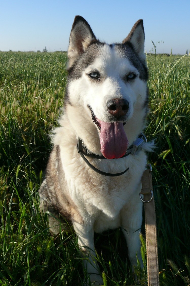 Метис лабрадора и хаски