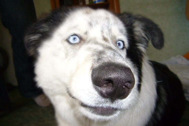 Помесь хаски и лабрадора