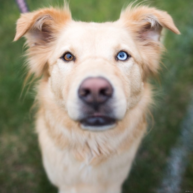 Сибирский хаски