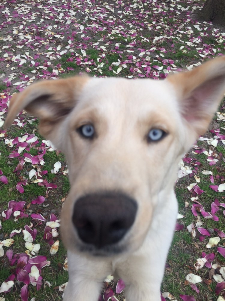 Помски Норман