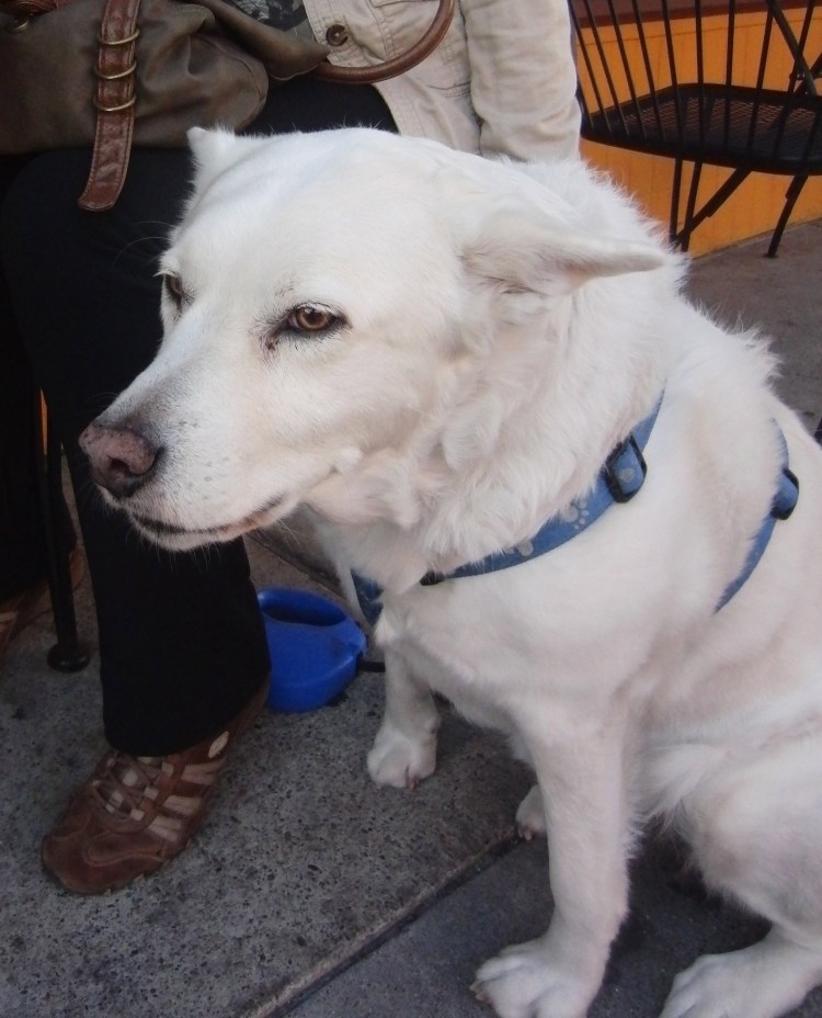 Золотистый ретривер и хаски