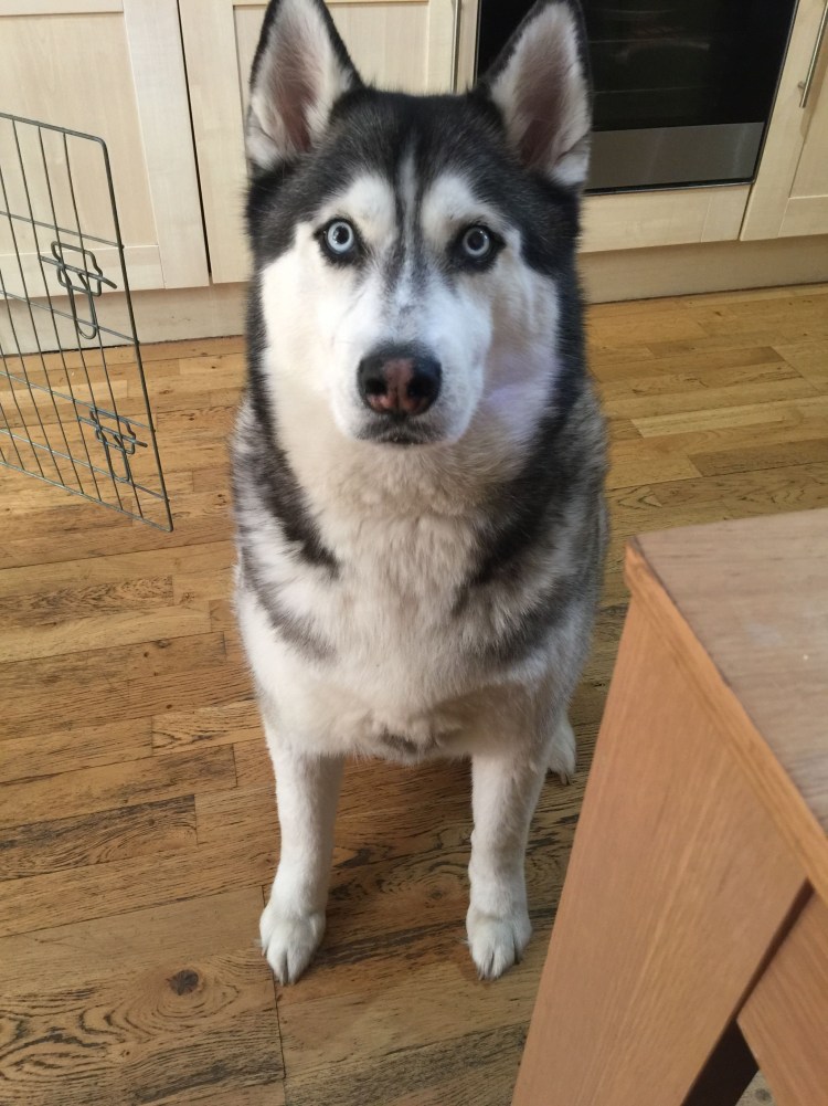 Метис ретривера и хаски