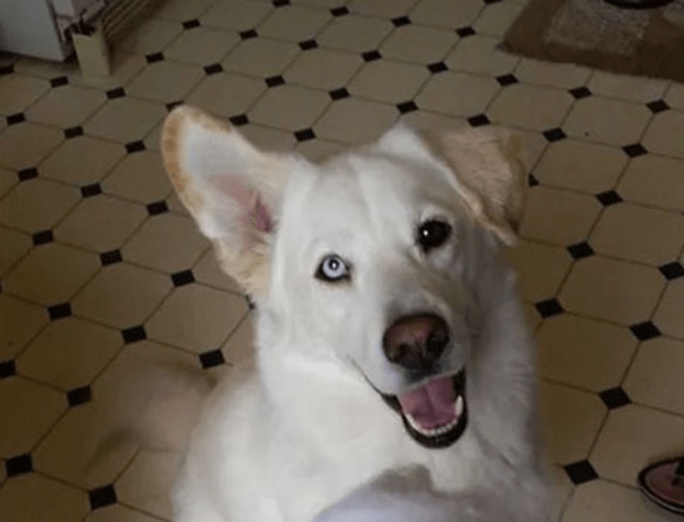 Немецкая овчарка Шеферд хаски