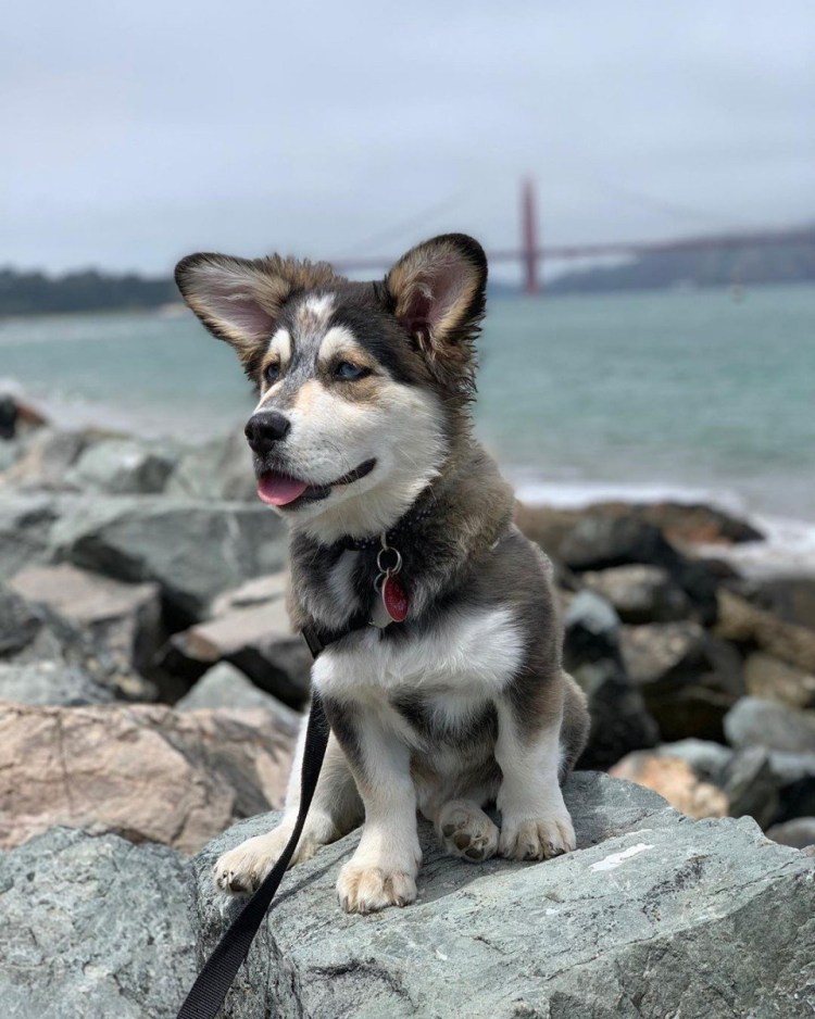 Собака хаски