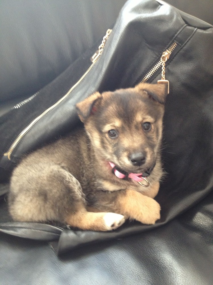 Метис лабрадора и хаски