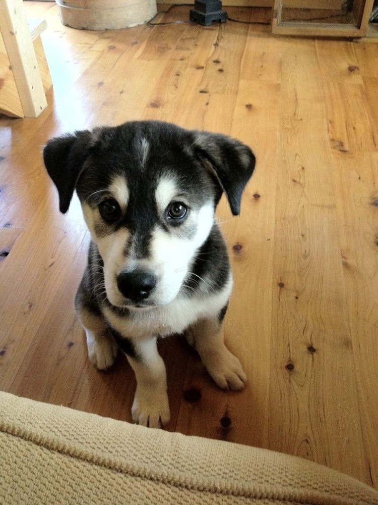 Гибрид собаки хаски и лабрадора