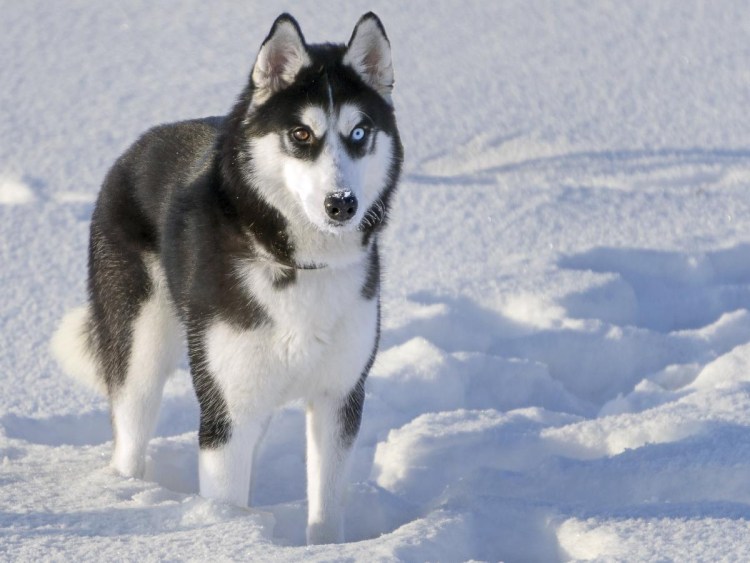 Метис лабрадора и ретривера