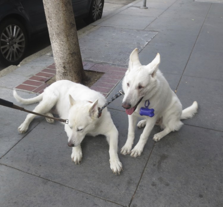 Сибирский хаски