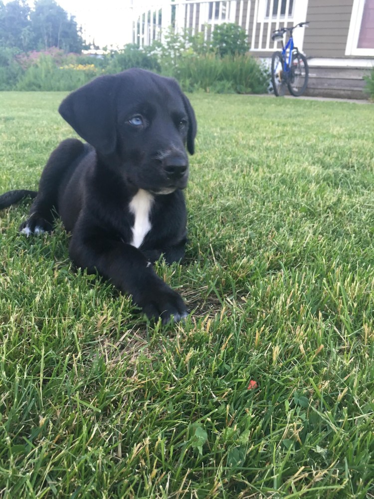 White Husky Shepherd Mix