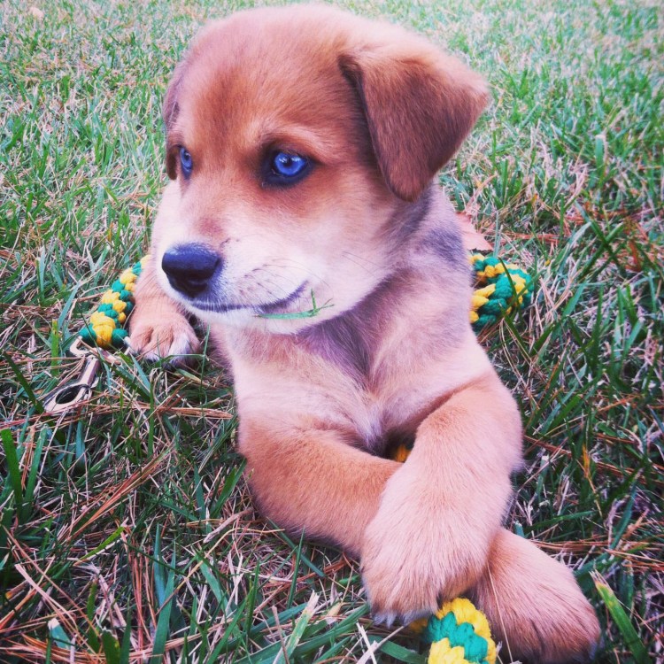 Хаски волк и лабрадор в чем разница