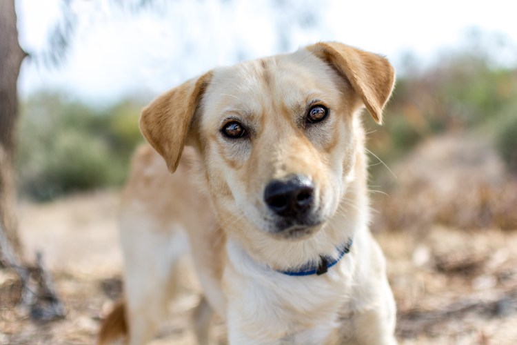 Щенки помесь хаски и лабрадора
