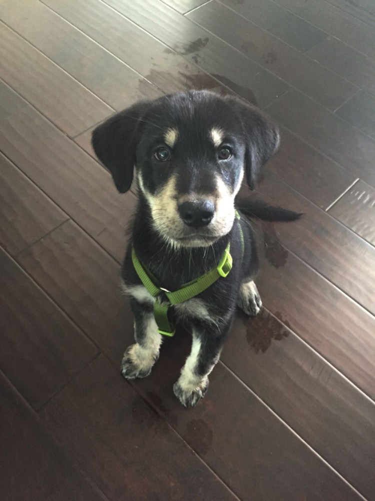 Метис лабрадора и хаски