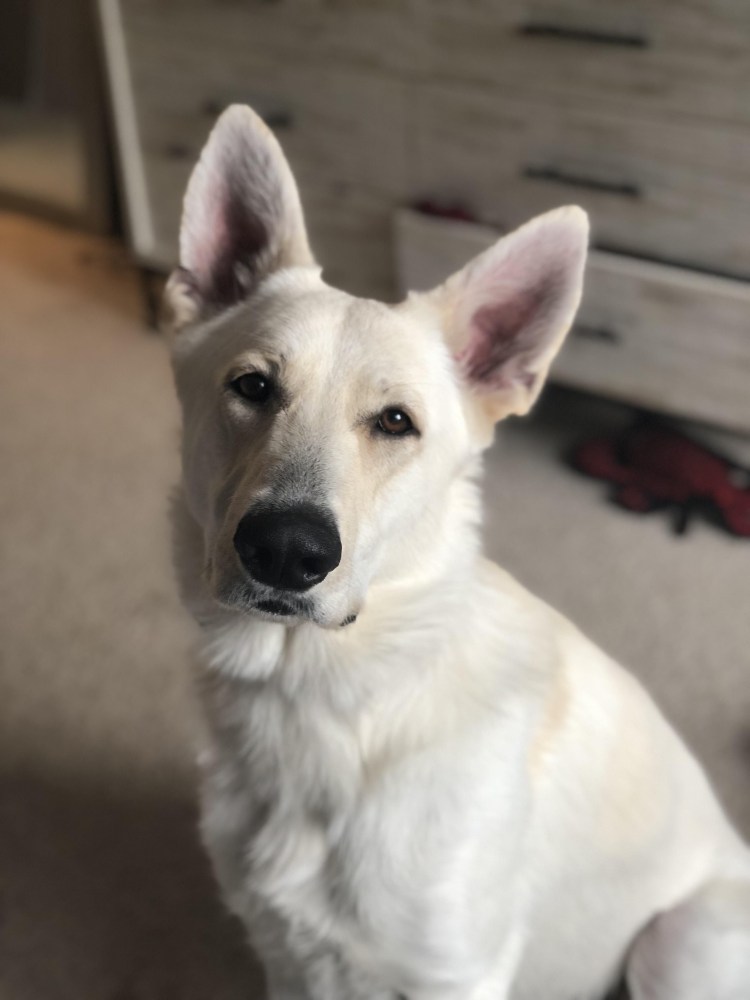 Герберийский шепски