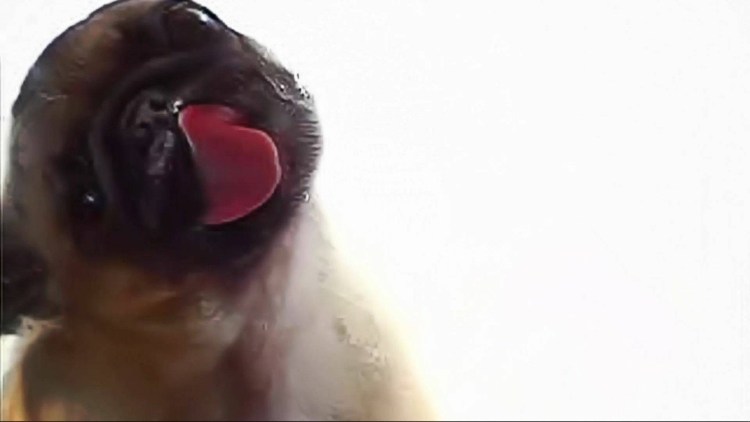 Бульдог Рубен