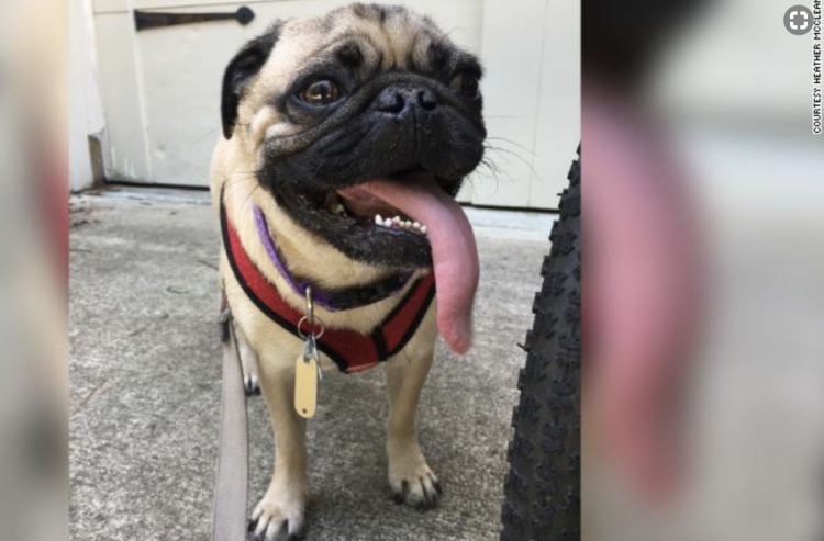 Мопс орет когда стригут