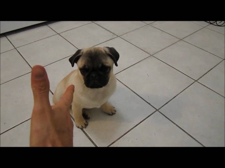 Мопс с гривой